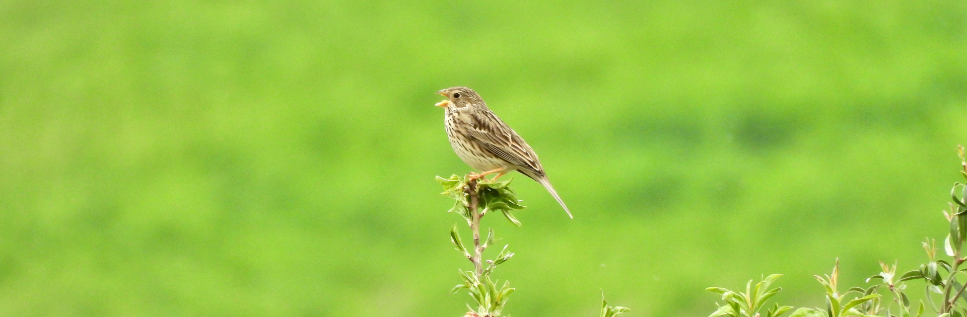 mostra-fotografica-avifauna