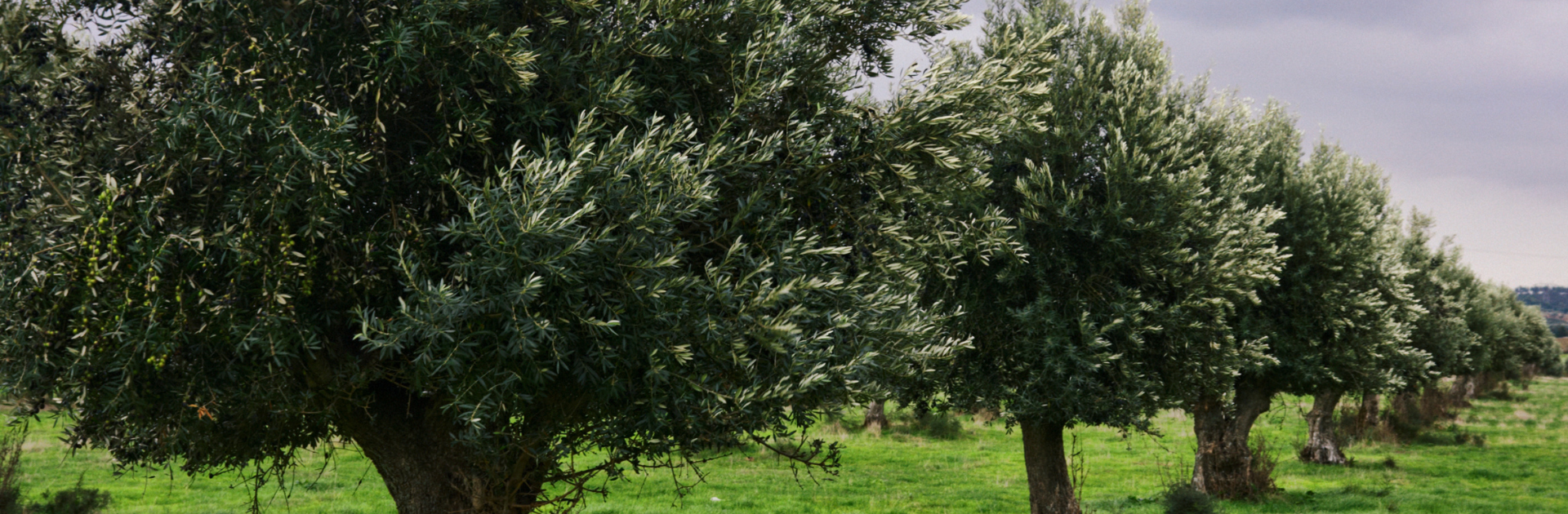 sfondo-corso-potatura-olivo